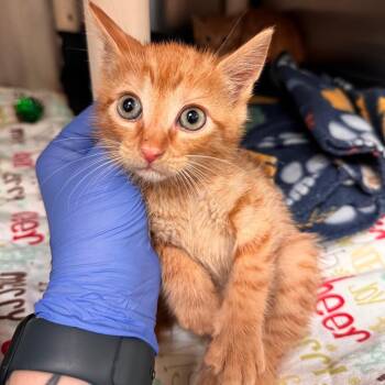 Hercules -  Domestic Short Hair Cat Available for Adoption in Lynchburg, Virginia - Hercules | PetCurious