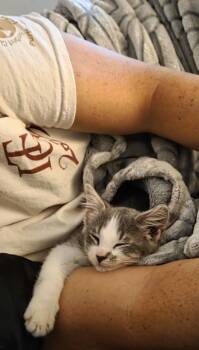 Rescue Domestic Short Hair Cats for Adoption in Manhattan, Kansas - Myla | PetCurious