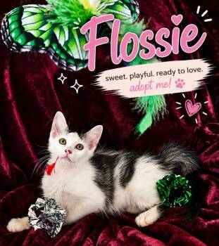 Flossie -  Domestic Long Hair Cat for Adoption in North Richland Hills, Texas - Flossie | PetCurious