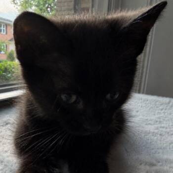 Cora -  Domestic Short Hair Cat for Adoption in Cumming, Georgia - Cora | PetCurious