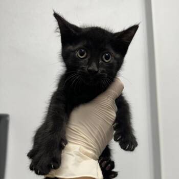 Ekans -  Domestic Short Hair Cat for Adoption in Abilene, Texas - Ekans | PetCurious