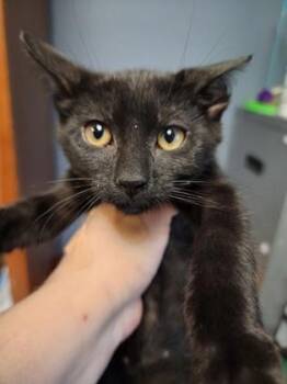 Pippa $75 fostered -  Domestic Short Hair Cat for Adoption in Seneca, South Carolina - Pippa $75 Fostered | PetCurious