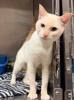 Casper -  Domestic Short Hair Cat for Adoption in Ocala, Florida - Casper | PetCurious