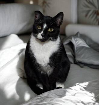 Rescue Domestic Short Hair Cats for Adoption in Mount Laurel Township, New Jersey - Pepe | PetCurious