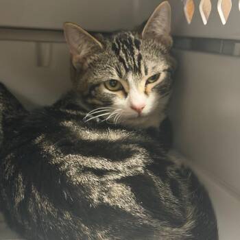 Dewey -  Domestic Short Hair Cat for Adoption in Reno, Nevada - Dewey | PetCurious