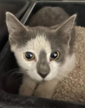 Rex -  Domestic Short Hair Cat for Adoption in Chico, California - Rex | PetCurious