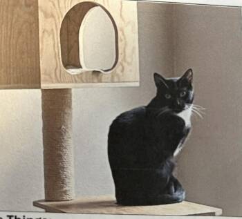 Domestic Short Hair Cats Available for Adoption - Domino | PetCurious