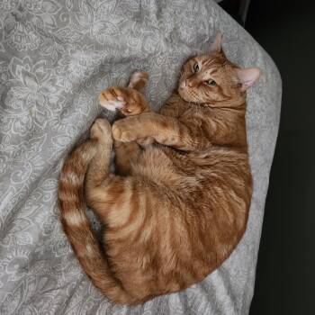 Rescue Domestic Short Hair Cats for Adoption in Kalamazoo, Michigan - Onyx And Simba | PetCurious