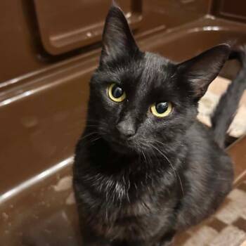 Domestic Short Hair Cats Available for Adoption in Woodbury, New Jersey - Mossie | PetCurious
