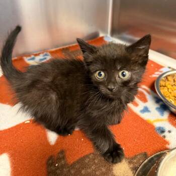 Sunbathe -  Domestic Short Hair Cat for Adoption in Martinsville, Virginia - Sunbathe | PetCurious