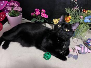 Domestic Short Hair Cats Available for Adoption in Fayetteville, Georgia - Wishbone | PetCurious
