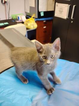 Asher -  Russian Blue and Domestic Short Hair Cat for Adoption in Crescent City, Florida - Asher | PetCurious