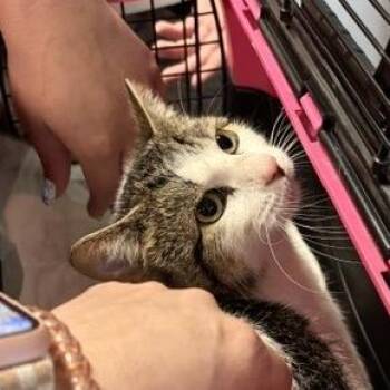 Domestic Short Hair Cats Available for Adoption in Saint Joseph, Missouri - Liqeur | PetCurious