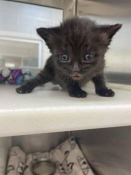 Domestic Short Hair Cats Available for Adoption in Westland, Michigan - Lady Soot Sprite | PetCurious