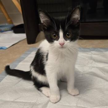 Domestic Short Hair Cats Available for Adoption in Evanston, Illinois - Jumbo Shrimp | PetCurious