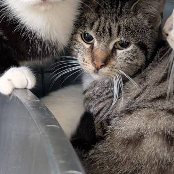 Rescue Domestic Short Hair Cats for Adoption in Saugerties, New York - Andrea | PetCurious