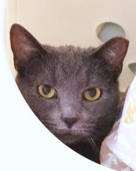 Rescue Domestic Short Hair Cats for Adoption in Fishers, Indiana - Sprinkles | PetCurious