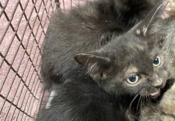 Rescue Domestic Short Hair Cats for Adoption in Modesto, California - ASPARAGUS | PetCurious