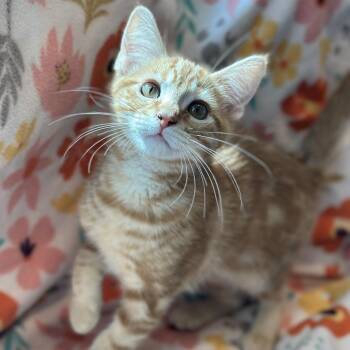 Dennis -  Domestic Medium Hair Cat for Adoption in Matteson, Illinois - Dennis | PetCurious