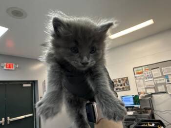 A1921881 -  Domestic Short Hair Cat for Adoption in Thousand Palms, California - A1921881 | PetCurious