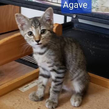 Rescue Domestic Short Hair Cats for Adoption in Willows, California - AGAVE | PetCurious