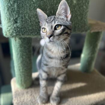 Frido -  Domestic Short Hair Cat for Adoption in Liverpool, Texas - Frido | PetCurious
