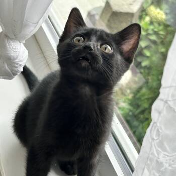 Blair & Serena -  Domestic Short Hair Cat for Adoption - Blair & Serena | PetCurious