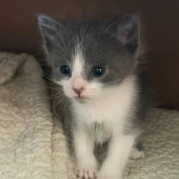 Logan -  Domestic Short Hair Cat for Adoption in Long Beach, California - Logan | PetCurious
