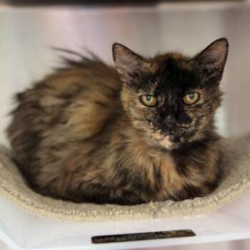Raven -  Domestic Medium Hair Cat for Adoption in Goleta, California - Raven | PetCurious