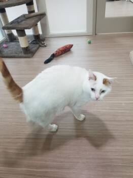 Rescue Domestic Short Hair Cats for Adoption in Portland, Oregon - Scotty | PetCurious