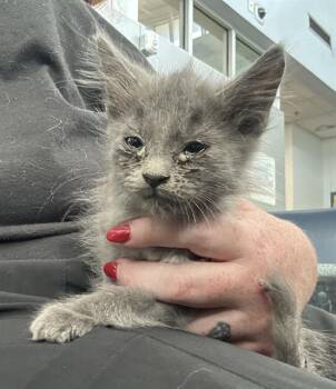 Rescue Domestic Long Hair Cats for Adoption in Dallas, Texas - HANNAH | PetCurious