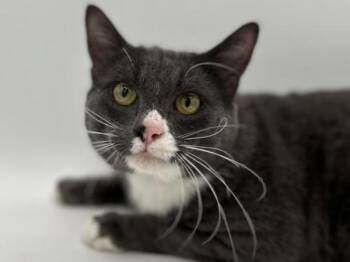 Domestic Short Hair Cats Available for Adoption in Portland, Oregon - Smokey | PetCurious