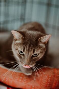 Domestic Short Hair Cats Available for Adoption in Le Mars, Iowa - Pip | PetCurious