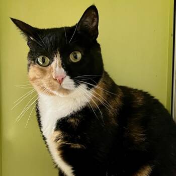 Domestic Short Hair Cats Available for Adoption in Temecula, California - Jazzy | PetCurious