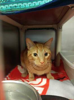 Domestic Short Hair Cats Available for Adoption in Bowling Green, Ohio - Haymitch | PetCurious