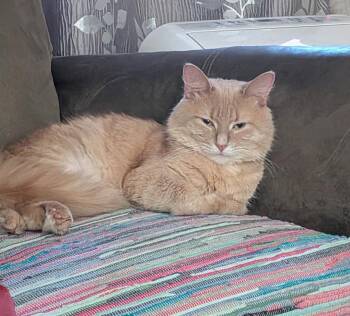 Lamar -  Tabby Cat for Adoption in Hamilton, Ontario - Lamar | PetCurious