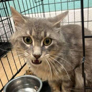 McGriddle -  Domestic Long Hair Cat for Adoption in Gadsden, Alabama - McGriddle | PetCurious