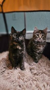 Milan -  Domestic Long Hair Cat for Adoption - Milan | PetCurious