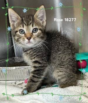 Domestic Short Hair Cats Available for Adoption in Marietta, Georgia - ROSE (see Also SCARLET) | PetCurious