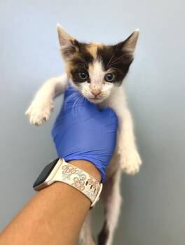 Jessie -  Domestic Short Hair Cat for Adoption in Victorville, California - Jessie | PetCurious