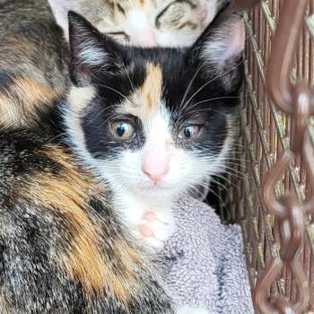 Domestic Short Hair Cats Available for Adoption in San Antonio, Texas - ELI | PetCurious