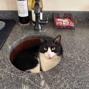 Domestic Short Hair Cats Available for Adoption - Bruiser | PetCurious