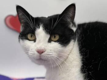 Domestic Short Hair Cats Available for Adoption - Mabel | PetCurious