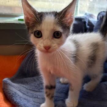 Rescue Tabby Cats for Adoption - Chevy | PetCurious