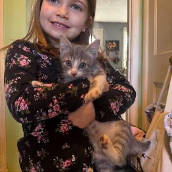 French Toast -  Domestic Short Hair Cat for Adoption in Jarrettsville, Maryland - French Toast | PetCurious