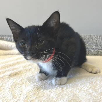 Cholula -  Domestic Short Hair Cat for Adoption in Hawthorne, California - Cholula | PetCurious