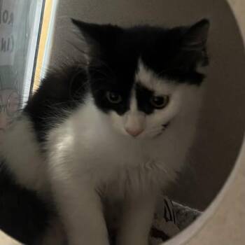 Riley -  Domestic Medium Hair Cat for Adoption in Oakland, California - Riley | PetCurious