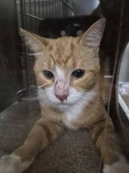 Nf 29d -  Domestic Short Hair Cat for Adoption in Lawrenceville, Georgia - Nf 29d | PetCurious