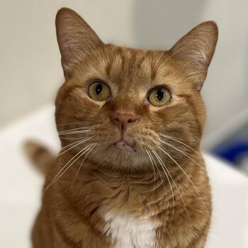 Rescue Domestic Short Hair Cats for Adoption in Cumming, Georgia - Garfield | PetCurious