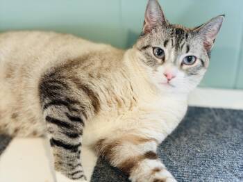 Siamese and Tabby Cats Available for Adoption in Lucedale, Mississippi - Zelda | PetCurious